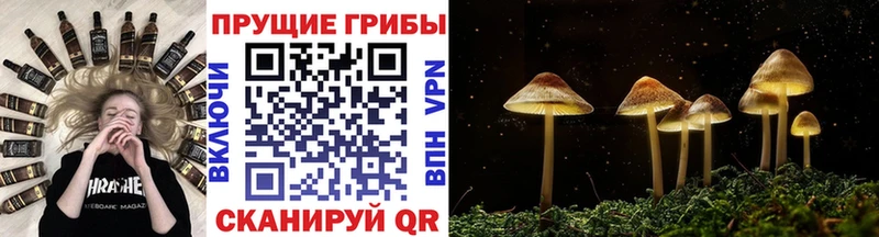 где продают наркотики  Красавино  Псилоцибиновые грибы прущие грибы 